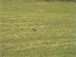 One of the many Lapwings we saw on the land opposite Langdon Beck Youth Hostel